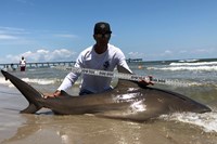 Shark Tribe - Jimmy Limon