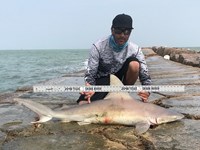 Shark Tribe - Jimmy Limon
