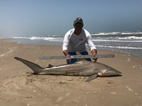 Shark Tribe - Tim Merchant