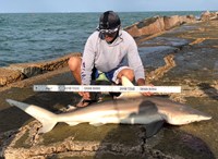 Shark Tribe - Jimmy Limon