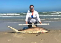 Shark Tribe - Jennifer Merchant