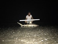 Shark at the Moon - Robert  Benoit