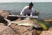 Shark Tribe - Jimmy Limon