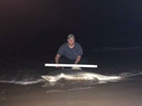 Shark at the Moon - Derik Dark