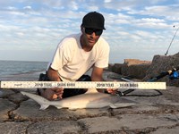 Shark Tribe - Jimmy Limon