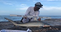 Shark Tribe - Jimmy Limon