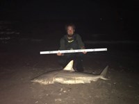 Shark at the Moon - Robert  Benoit