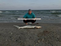 Shark at the Moon - Derik Dark