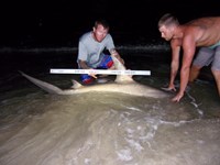 Beach Bandits - Cody Redman