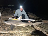 Shark Tribe - Tim Merchant