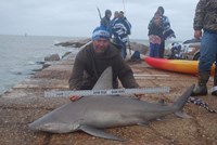 Shark Tribe - Tim Merchant