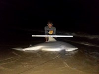 Shark at the Moon - Nick Fuller