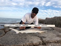 Shark Tribe - Jimmy Limon