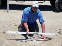 Texas Shark Research Team - Robert Grimsley