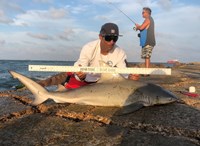 Shark Tribe - Jimmy Limon