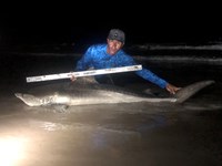Shark Tribe - Jimmy Limon