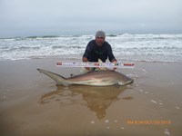 Shark Tribe - Tim Merchant