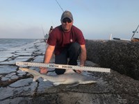 Shark Tribe - Tim Merchant