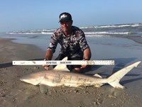 Shark Tribe - Tim Merchant