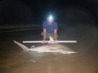 Shark at the Moon - Nick Fuller