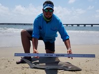Texas Shark Research Team - Robert Grimsley