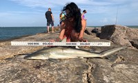 Shark Tribe - Lisa Limon