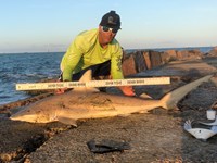 Shark Tribe - Jimmy Limon