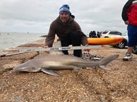 Shark Tribe - Tim Merchant
