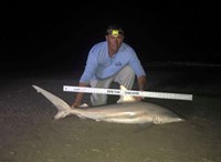 Shark Tribe - Tim Merchant