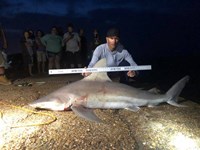 Shark Tribe - Jimmy Limon