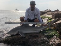 Shark Tribe - Jimmy Limon