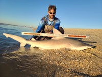 Make Sharking Great Again - Travis Spencer