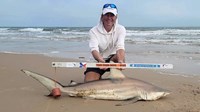 Sharkaholics - David Crain