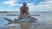 Sharkaholics - David Crain