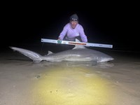 Team JackWagon - Kimberly Collier