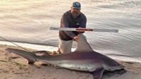 Sharkaholics - Eric Lane