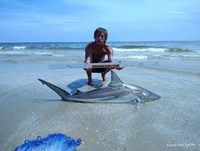 Shark at the Moon - Erik Schneider