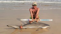 Sharkaholics - David Crain