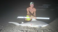 Sharkaholics - David Crain