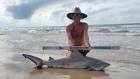 Sharkaholics - David Crain
