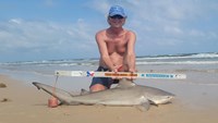 Sharkaholics - David Crain
