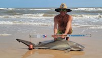 Sharkaholics - David Crain