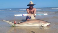 Sharkaholics - David Crain