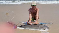 Sharkaholics - David Crain