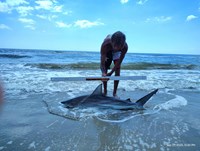 Shark at the Moon - Erik Schneider