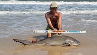 Sharkaholics - David Crain