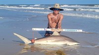 Sharkaholics - David Crain