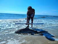 Shark at the Moon - Erik Schneider