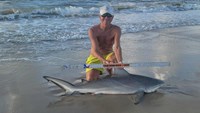 Sharkaholics - David Crain
