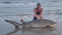 Sharkaholics - David Crain